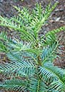 Wollemia nobilis (Wollemi Fir)