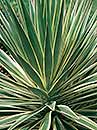 Yucca aloifolia 'Variegata' (Margined Spanish Bayonet)
