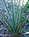 Yucca decipiens (Palm Soapwort)