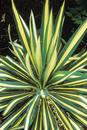 Yucca filamentosa 'Color Guard' (Variegated Yucca)