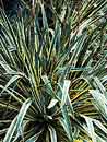 Yucca filamentosa ssp. smalliana 'Bright Edge' (Bright Edge Soapwort)
