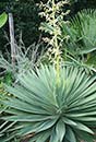 Yucca gloriosa 'Lone Star' (Lone Star Soapwort)