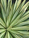 Yucca gloriosa 'Tiny Star' (Tiny Star Soapwort)