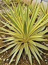 Yucca gloriosa 'Walbristar' PP 17,653 (Bright Star Yucca)