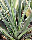 Yucca potosina (Palm Soapwort)