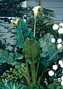 Zantedeschia aethiopica 'White Giant' (White Giant Calla Lily)
