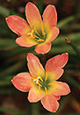 Zephyranthes 'Abacos Apricot' (Bahama August Grass)