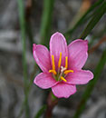 Zephyranthes 'Beni Tama' (Red Jewel Rain Lily)