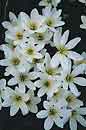 Zephyranthes candida (Rain Lily)