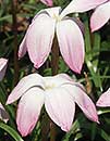 Zephyranthes 'Confection' (Confection Rain Lily)