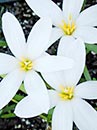 Zephyranthes 'Cookie Cutter Moon' (Cookie Cutter Moon Rain Lily)