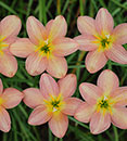 Zephyranthes 'Eastern Pearl' (Eastern Pearl Rain Lily)