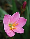 Zephyranthes 'Libra' (Libra Rain Lily)