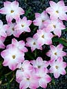 Zephyranthes 'Lily Pies' (Lily Pies Rain Lily)