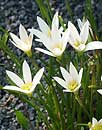 Zephyranthes mesochloa (Rain Lily)