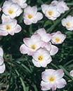 Zephyranthes morrisclintii Redneck Romance Strain (Redneck Romance Rain Lily)