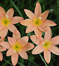 Zephyranthes 'New Dimension' (New Dimension Rain Lily)