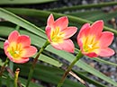 Zephyranthes 'Paul Niemi' (Paul Niemi Rain Lily)