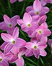 Zephyranthes 'Pink Panther' (Pink Panther Rain Lily)