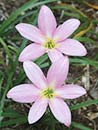 Zephyranthes 'South Pacific' (South Pacific Rain Lily)
