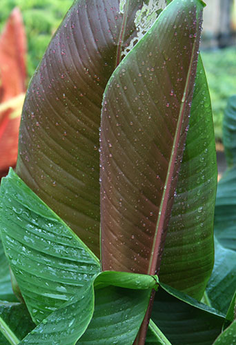 Musa sikkimensis (Sikkim Bananna)