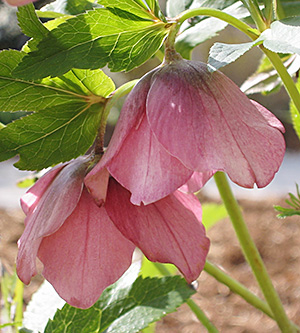 Pink Hellebore Flowers